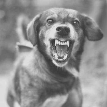 dog attack